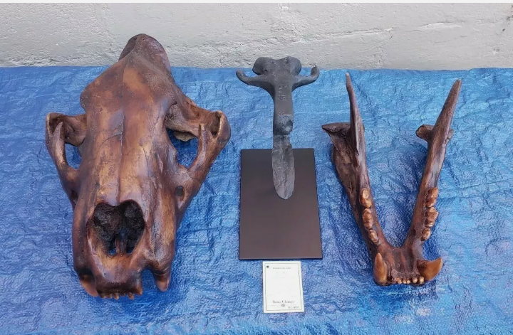 American Lion Skull Tapit Finish Cast Replica Reproduction (Updated 1/24)