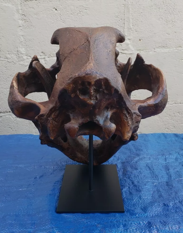 American Lion Skull Tapit Finish Cast Replica Reproduction (Updated 1/24)