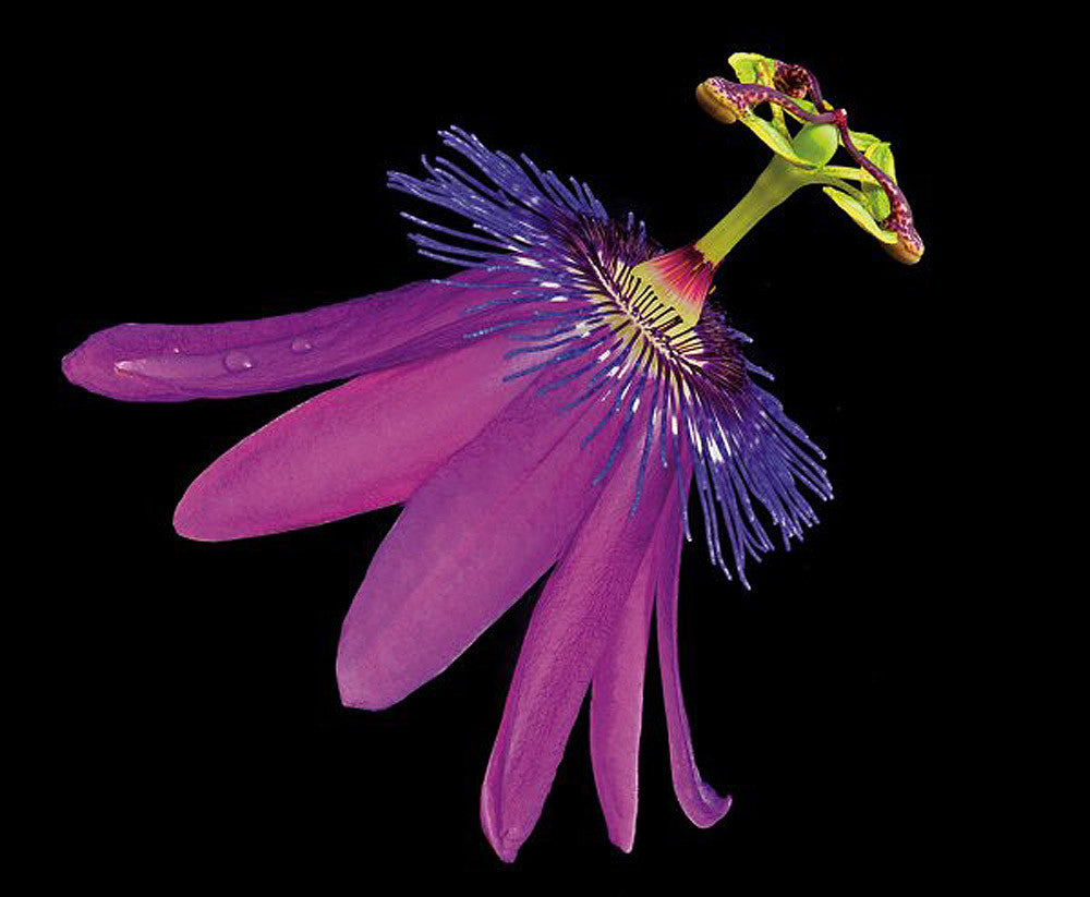 Amethyst Passionflower - Art Prints by Richard Reynolds
