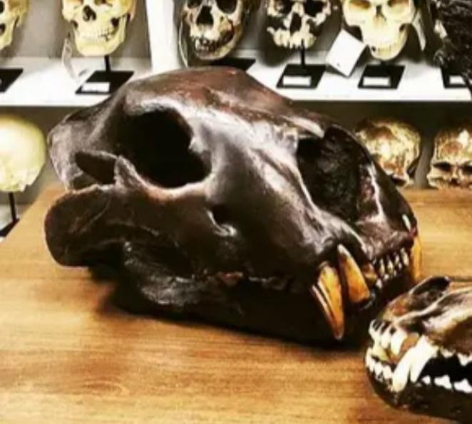 American Lion Skull Tapit Finish Cast Replica Reproduction (Updated 1/24)